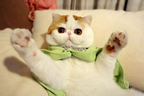 Khi cô đăng tải hình ảnh và video của Snoopybabe trong nhiều kiểu dáng và trang phục khác nhau, sự nổi tiếng của nó phát triển theo cấp số nhân.