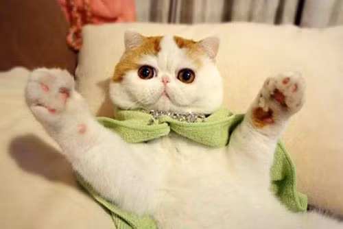 Khi cô đăng tải hình ảnh và video của Snoopybabe trong nhiều kiểu dáng và trang phục khác nhau, sự nổi tiếng của nó phát triển theo cấp số nhân.