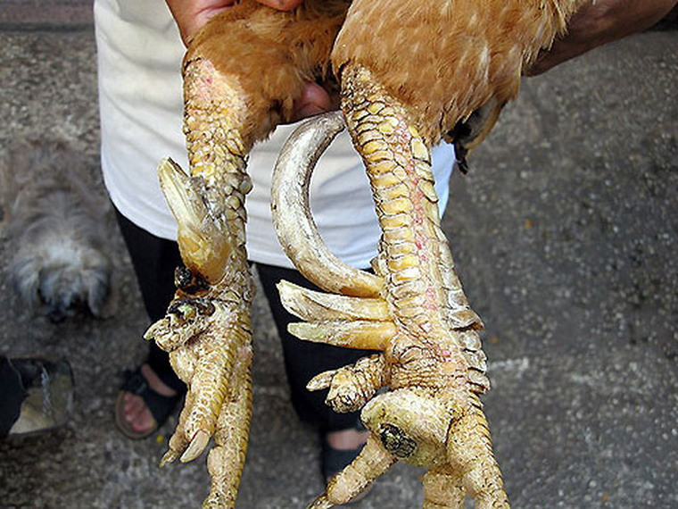 “Voi 9 ngà, gà 9 cựa, ngựa 9 hồng mao” - món thách cưới độc đáo của Vua Hùng - là những sinh vật rất nổi tiếng trong truyền thuyết Sơn Tinh, Thuỷ Tinh. Tưởng rằng đây chỉ là những sinh vật trong truyền thuyết lịch sử, nhưng gà chín cựa lại là một giống gà hoàn toàn có thật, được nuôi tại một số địa phương thuộc tỉnh Bắc Giang, Phú Thọ.