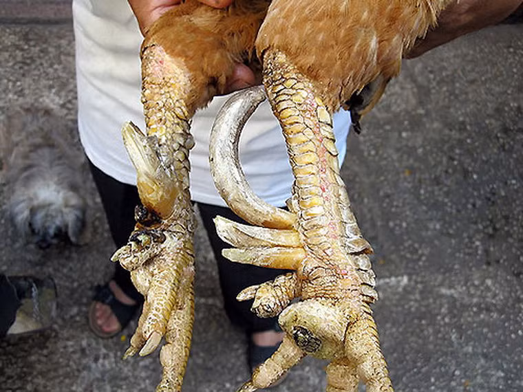 “Voi 9 ngà, gà 9 cựa, ngựa 9 hồng mao” - món thách cưới độc đáo của Vua Hùng - là những sinh vật rất nổi tiếng trong truyền thuyết Sơn Tinh, Thuỷ Tinh. Tưởng rằng đây chỉ là những sinh vật trong truyền thuyết lịch sử, nhưng gà chín cựa lại là một giống gà hoàn toàn có thật, được nuôi tại một số địa phương thuộc tỉnh Bắc Giang, Phú Thọ.