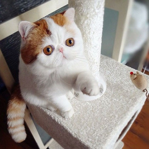 Đến từ tỉnh Tứ Xuyên, Snoopybabe là giống mèo lai giữa mèo Ba Tư và mèo Mỹ lông ngắn. Nó được yêu thích bởi cái mõm ngắn dễ thương, đôi mắt nâu ngây thơ và vẻ ngoài duyên dáng.