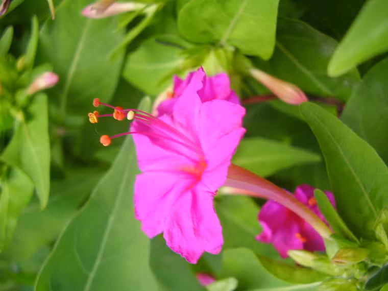 Hoa phấn còn có thể lấy cánh vắt ra thành nước, bôi lên da mặt, giúp làn da đều màu, mịn màng, mờ các vết thâm nám.