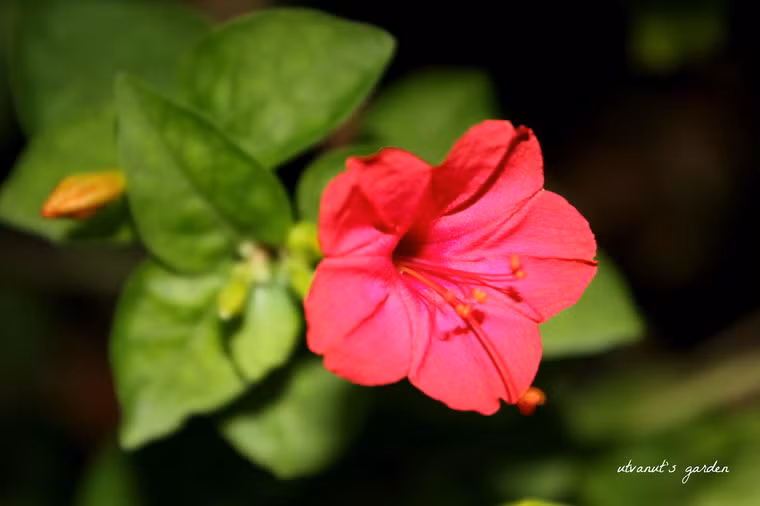 Bên cạnh phấn nụ, một mỹ phẩm làm đẹp da nổi tiếng khác của cung đình Huế là hoa cung nữ, hay còn gọi là hoa phấn. Đây là một loại hoa màu hồng tím, mùi hương nhẹ dịu tinh khiết, trong ruột hoa có chứa một loại phấn màu trắng. Các cung tần mỹ nữ thời xưa thường bôi bột phấn lên mặt để trang điểm, giúp khuôn mặt trắng mịn.