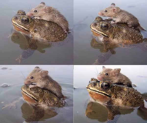 Toàn cảnh con cóc giúp đỡ nhiệt thành chú chuột không may lọt xuống ao.