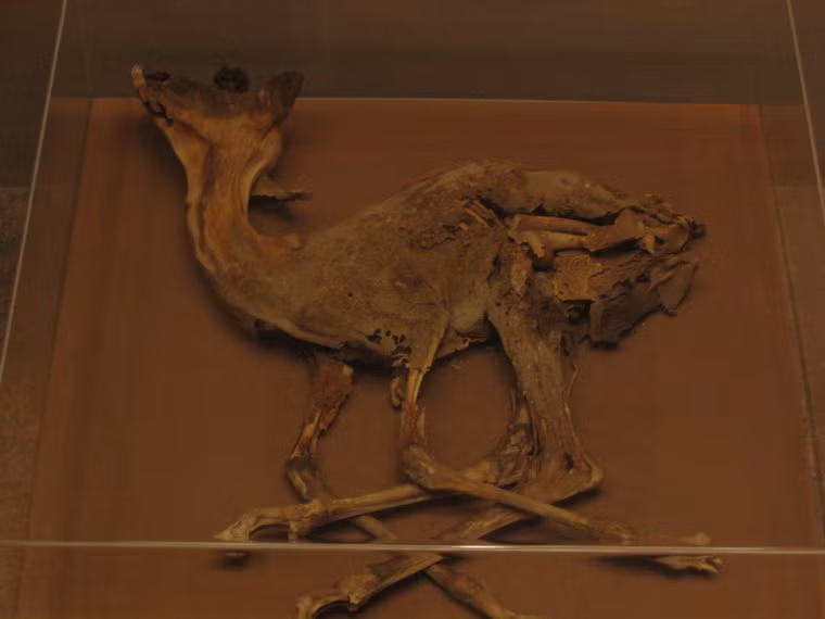 Việc săn lùng các loài động vật hoang dã cũng có thể là nguyên nhân đẩy chúng đến họa tuyệt chủng ở Ai Cập thời cổ đại. Ảnh: Internet.