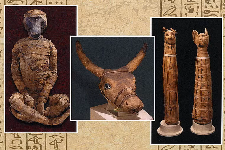 Các loài vật, từ vật nuôi trong nhà đến động vật hoang có một vai trò vô cùng to lớn trong đời sống tâm linh của người Ai Cập cổ đại.