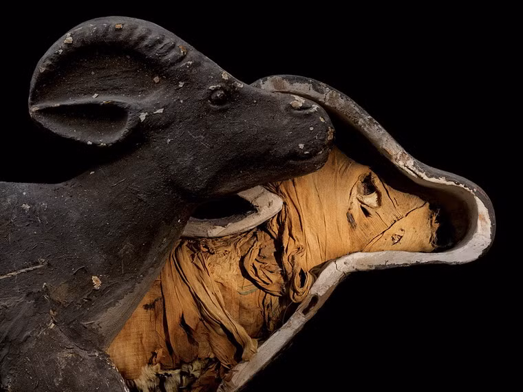 Quy trình ướp xác một con vật cũng tương tự như ướp xác người. Con vật sẽ được lọc bỏ nội tạng, quấn trong băng vải và đặt vào quan tài có hình dáng của chúng.