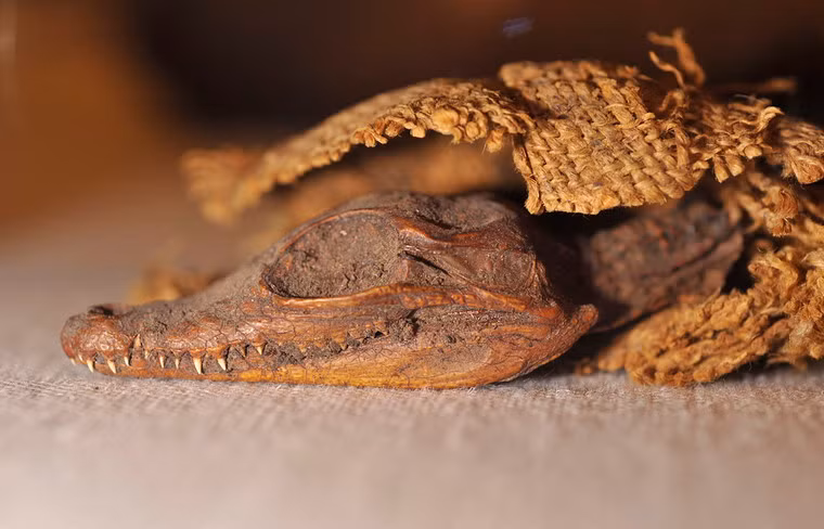 Cá sấu là biểu tượng của nữ thần Ammit dưới Âm phủ.