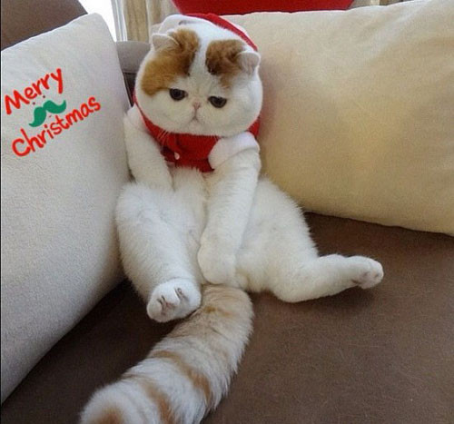 Chủ của nó, cô Ning bắt đầu đăng tải hình ảnh của nó để khoe với bạn bè. Cô không ngờ rằng con vật cưng 2 tuổi của mình lại có sức hút lớn đối với cư dân mạng.