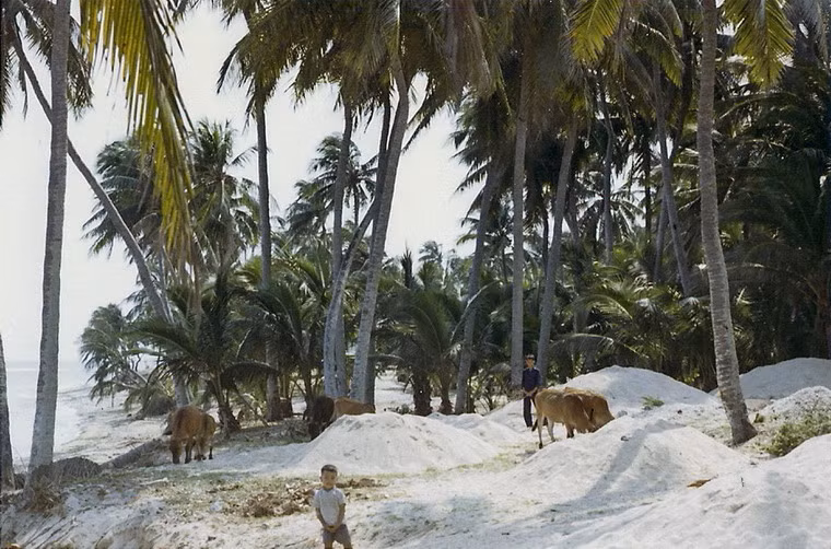 Chăn bò trên bãi biển.