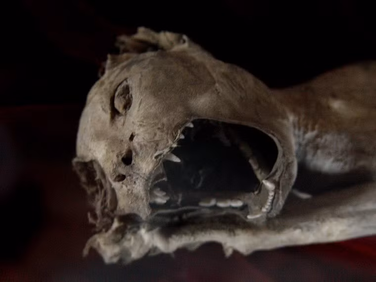 ...Và nhiều loài động vật khác nhau như mèo, cá sấu, chim hồng hạc.