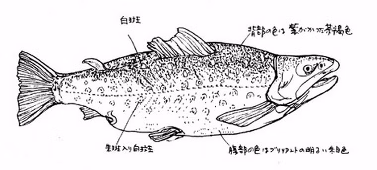 Takitaro là một loại cá khổng lồ dài đến 3 m được tìm thấy trong hồ Otoriike, hồ nước nằm ở độ cao 1.000m trên mực nước biển tại tỉnh Yamagata. Sự xuất hiện của Takitaro đã được ghi nhận từ đầu thế kỷ 20. Năm 1917, người ta đã bắt được một con cá dài 1,5m, đủ cho 20 công nhân xây dựng ăn trong 4 ngày. Năm 1982, một nhóm các nhà leo núi đã quan sát một con cá khổng lồ dưới độ sâu 2 mét một cách rõ ràng. Vào năm 1985, thiết bị dò tìm bằng sóng âm của một nhóm khoa học một lần nữa khẳng định sự tồn tại của loài cá này.