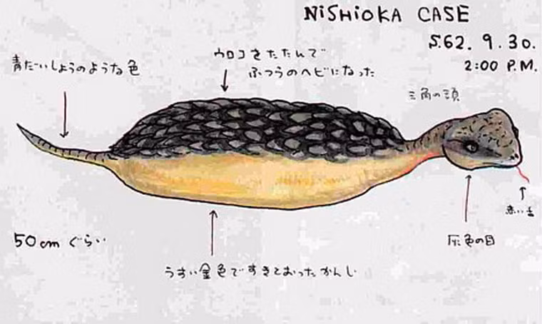 Tsuchinoko thường được mô tả như một loài rắn có ngoại hình kỳ dị, chỉ dài dưới 1m, thân hình béo trục béo tròn với chiếc đuôi nhỏ xíu.