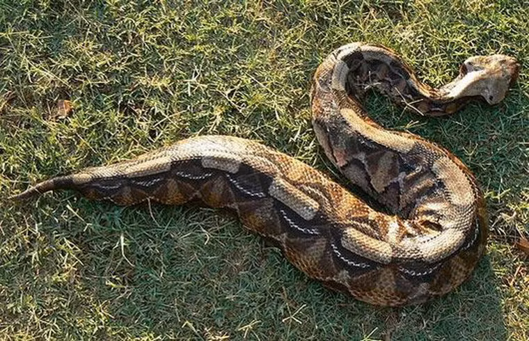 Cũng có giả thuyết rằng Tsuchinoko là một sự nhầm lẫn với một số loài bò sát có hình dạng gần giống, ví dụ như loài trăn cộc có thân hình béo tròn và ngắn cũn như trong ảnh.