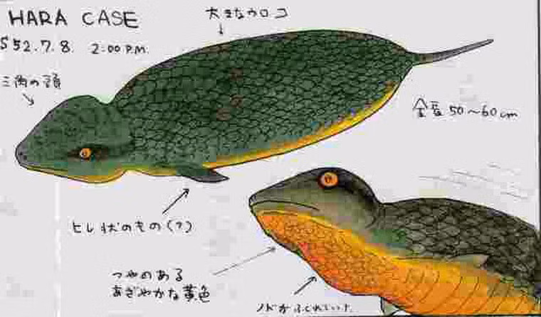 Đôi khi, Tsuchinoko cũng được miêu tả với những chiếc chân nhỏ, hầu như không có tác dụng gì trong việc di chuyển.