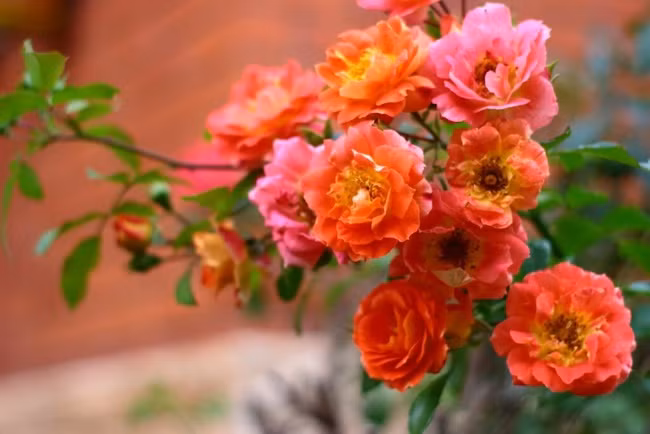 Sang nam 2024, 3 con giap gieo phuoc gap lanh, cua na doi dao-Hinh-2