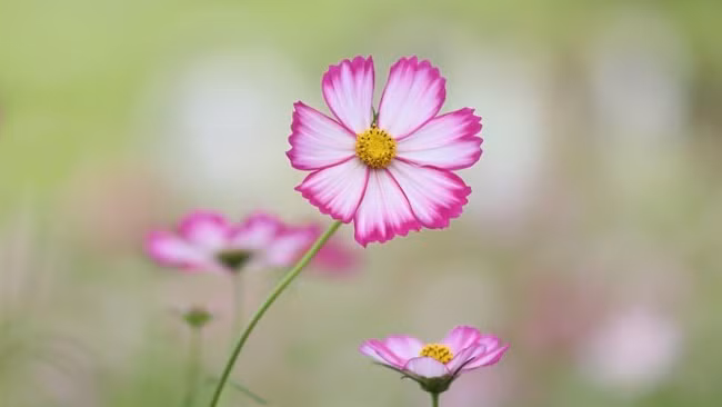 Sang nam 2024, 3 con giap gieo phuoc gap lanh, cua na doi dao-Hinh-3