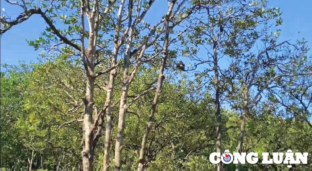 Dao khi Can Gio - diem du lich hap dan cho chuyen di ngan ngay-Hinh-2