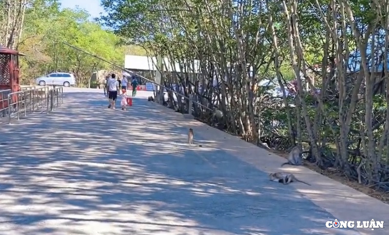 Dao khi Can Gio - diem du lich hap dan cho chuyen di ngan ngay-Hinh-6