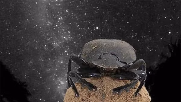 Bo hung an phan rat ban thiu, tai sao nguoi Ai Cap ton sung?-Hinh-4