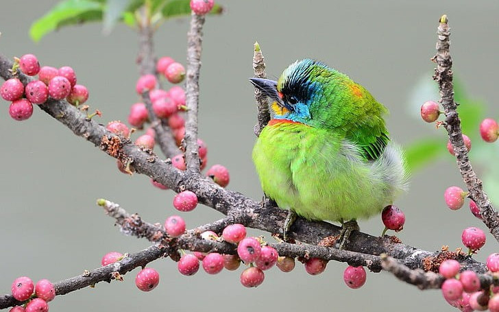 Trời ban sức khỏe, 3 con giáp ít ốm đau, trường thọ, lạc quan - Hình 2 Troi ban suc khoe, 3 con giap it om dau, truong tho, lac quan-Hinh-2