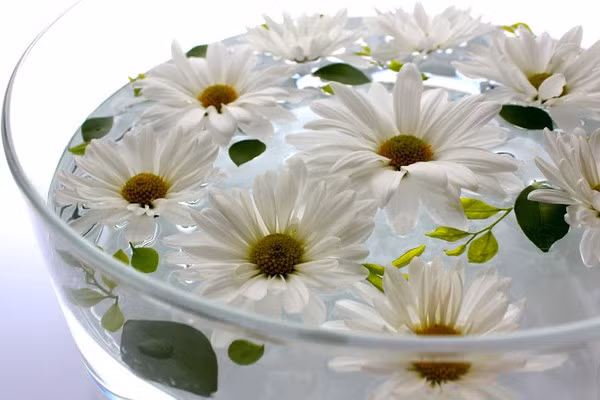 Hoa cúc trắng là loài hoa biểu tượng cho sự duyên dáng và lòng hào hiệp. Những cành cúc trắng muốt cắm vào bằng gốm nung mang lại vẻ nhẹ nhàng và thanh thản cho những ngày cuối năm bận rộn. Ngoài cắm cúc vào bình, bạn cũng có thể ngắt những bông cúc nhỏ xinh thả vào bát để trang trí nhà thêm đẹp.