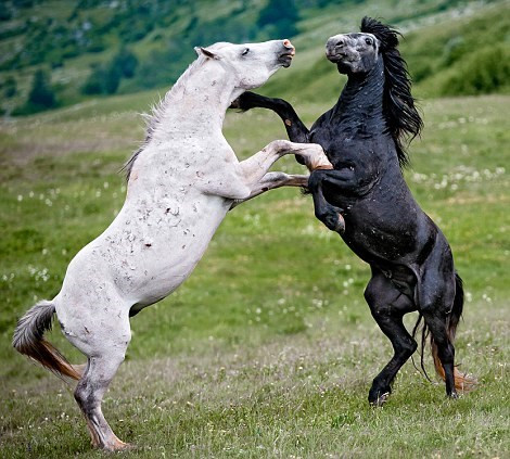 Năm 2014, nếu tính theo lịch âm của một số nước Á Đông, được gọi là năm Giáp Ngọ. Với những người sắp sinh hoặc đang có ý định sinh con tuổi này, nên tìm hiểu kỹ đặc tính của loài ngựa – loài vật gần gũi với cuộc sống con người.