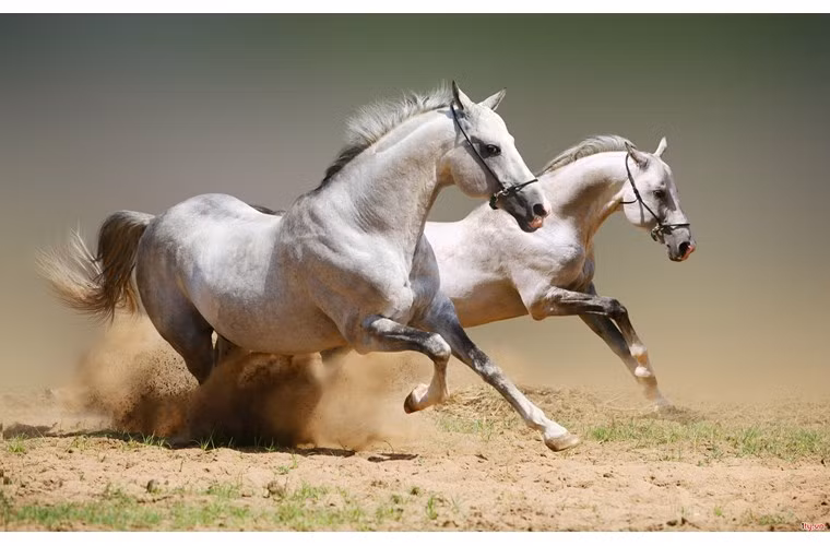 Những người tuổi Ngọ thường phản ứng rất nhanh nhẹn và quyết đoán. Trong suy nghĩ, họ rất nhạy bén. Một khi đã phát biểu ra thành lời, họ trình bày rất thuyết phục người nghe và thường có tật thích khoa chân múa tay khi nói.