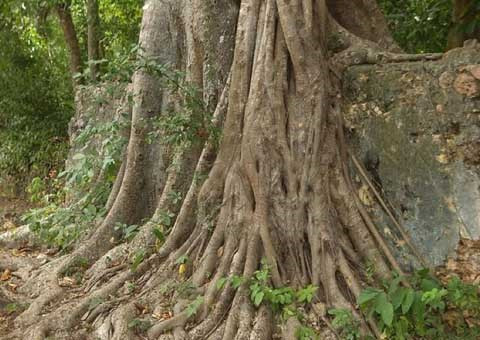 Sau gần 4 thế kỷ bị bỏ hoang, khu rừng rậm bao quanh đang “gặm nhấm” dần cả một tòa thành từng hưng thịnh.