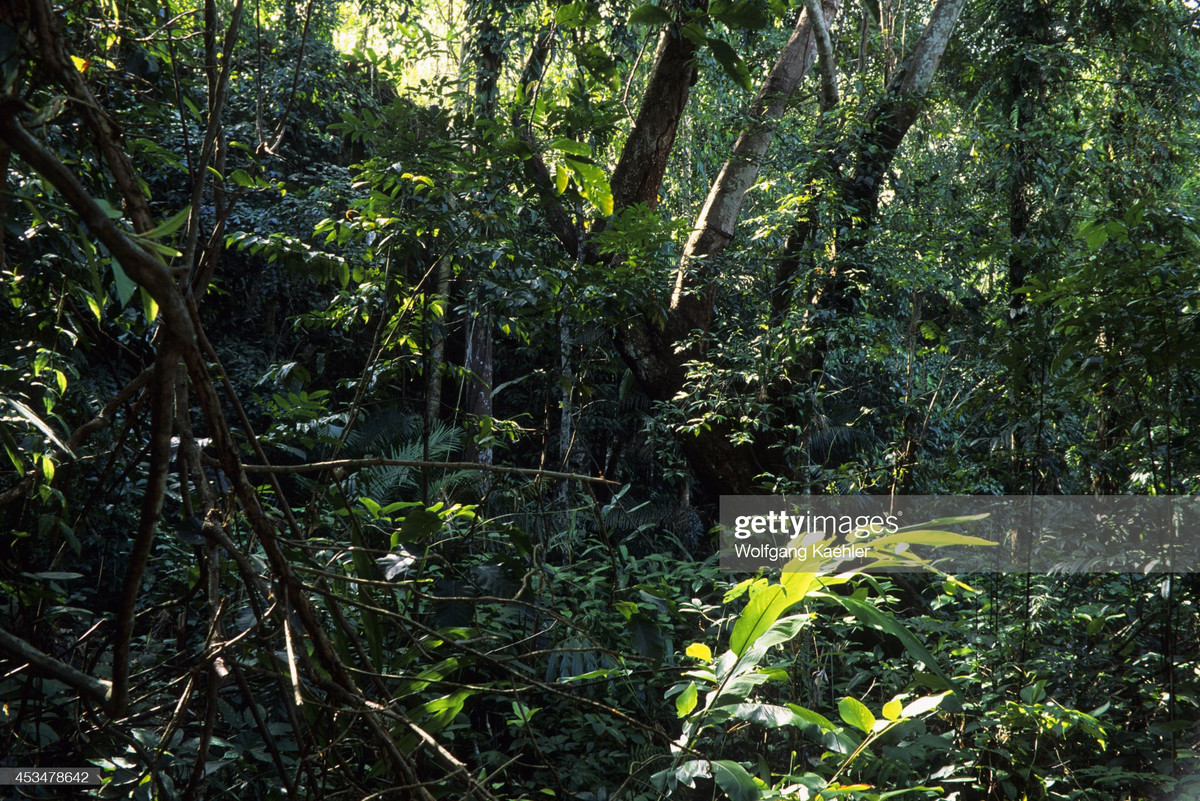 Khung cảnh trong một khu rừng gần Buôn Ma Thuột.