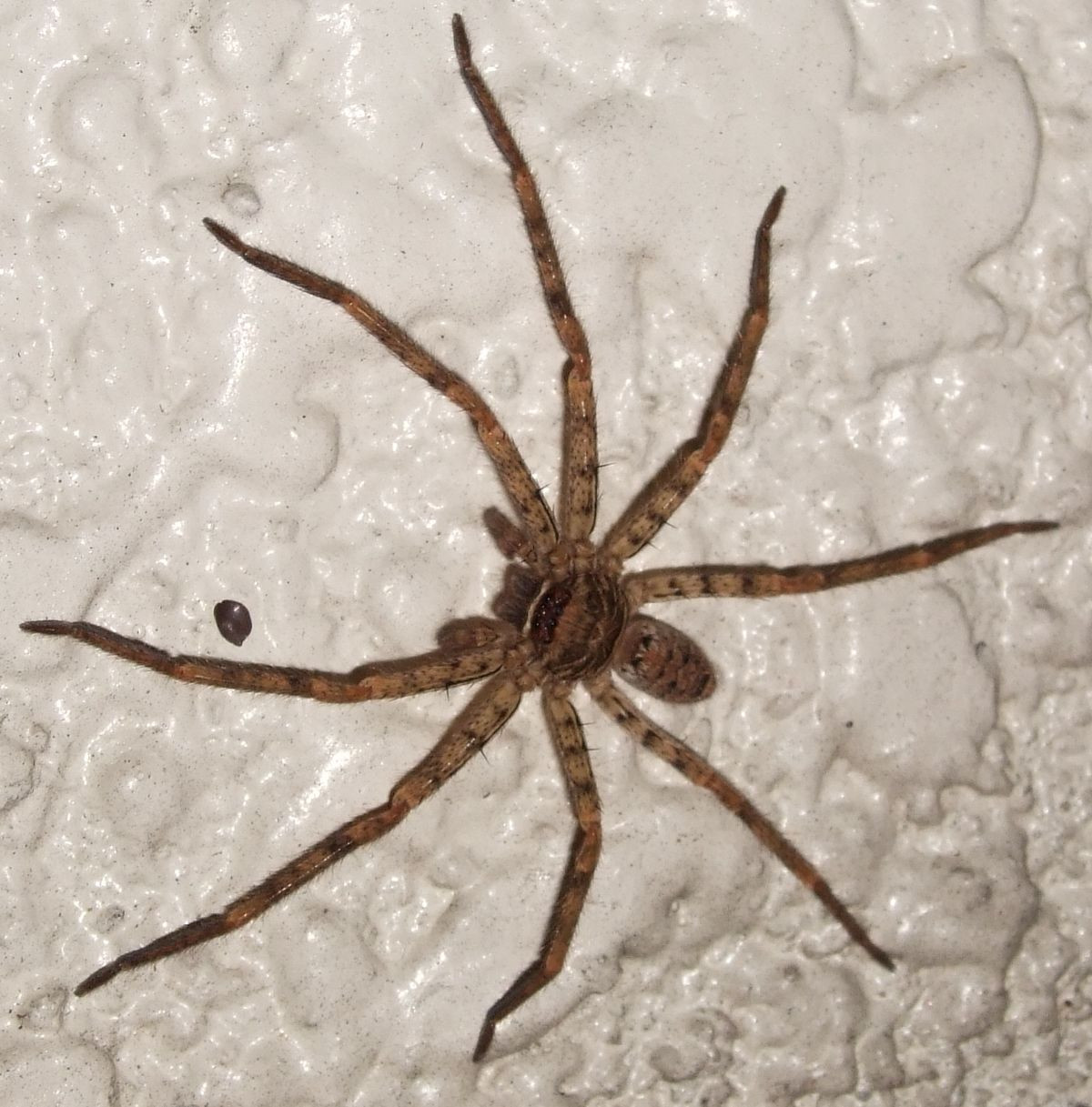 Nhện nhà (Heteropoda venatoria) dài 2,2-2,8 cm, phân bố rộng khắp các vùng nhiệt đới và cận nhiệt đới. Loài nhện lớn nhưng vô hại này đôi khi được chào đón trong nhà ví nó là chuyên gia săn bắt gián.