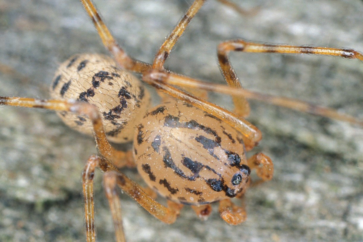 Nhện phun độc Bắc bán cầu (Scytodes thoracica) dài 3-6 mm, phân bố ở Bắc bán cầu. Chúng thuộc nhóm các loài nhện chậm chạp, phun dịch lỏng độc và dính để làm tê liệt con mồi trước khi cắn.