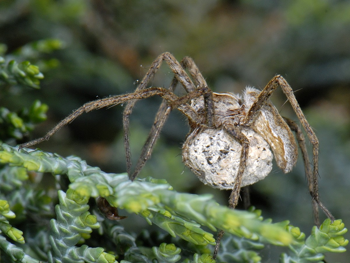 Nhện ươm tơ (Pisaura mirabilis) dài 1-1,5 cm, sống ở lục địa Á - Âu. Con cái của loài nhện này tha túi trứng dưới cơ thể bằng hàm, sau đó dệt "lều" bằng tơ để bảo vệ nhện con mới nở.