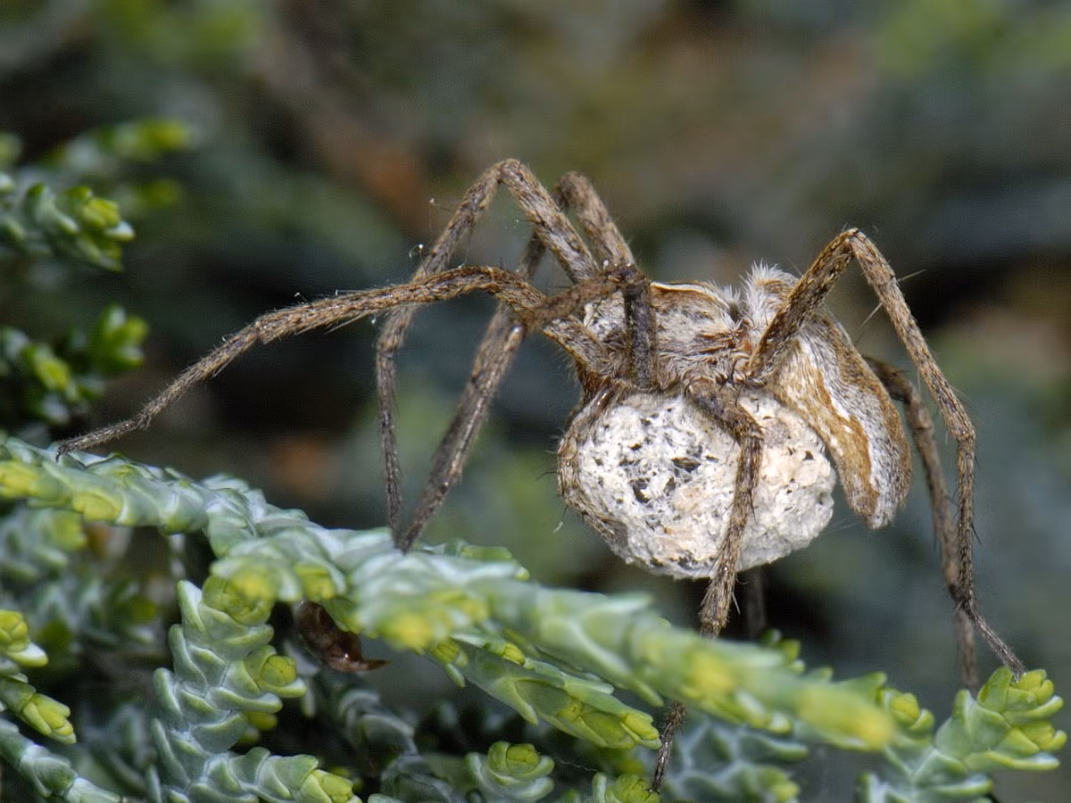 Nhện ươm tơ (Pisaura mirabilis) dài 1-1,5 cm, sống ở lục địa Á - Âu. Con cái của loài nhện này tha túi trứng dưới cơ thể bằng hàm, sau đó dệt "lều" bằng tơ để bảo vệ nhện con mới nở.