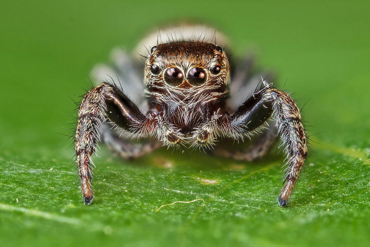 Nhện nhảy nâu (Evarcha arcuata) dài 5-7, là một trong hàng nghìn loài nhện nhảy sống ở các đồng cỏ lục địa Á - Âu. Chúng có thị giác lập thể tinh tường và tập tính ve vãn phức tạp.