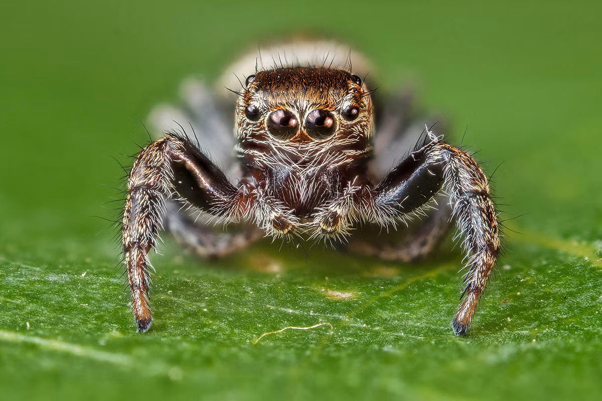 Nhện nhảy nâu (Evarcha arcuata) dài 5-7, là một trong hàng nghìn loài nhện nhảy sống ở các đồng cỏ lục địa Á - Âu. Chúng có thị giác lập thể tinh tường và tập tính ve vãn phức tạp.