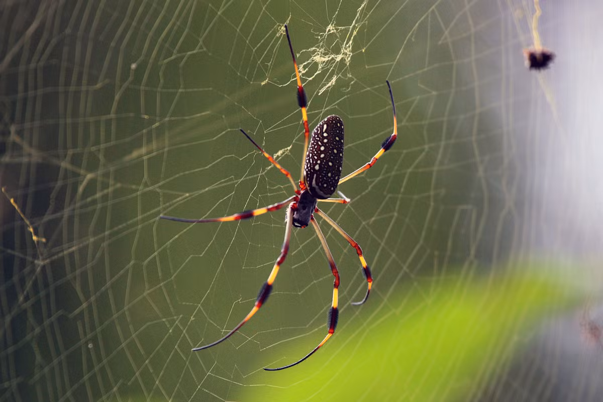 Nhện tơ cầu vàng châu Mỹ (Nephila clavipes) dài 0,6-4,5 cm, là loài nhện châu Mỹ duy nhất thuộc nhóm nhện nhiệt đới chăng mạng hình tròn bằng tơ vàng. Đặc điểm nhận dạng của chúng là các búi tơ ở chân.