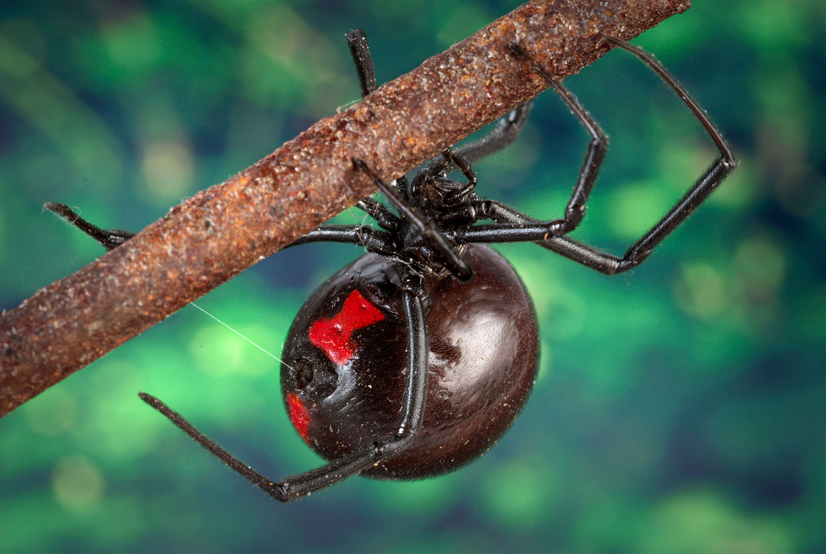 Nhên góa phụ đen (Latrodectus mactans) dài 4-13 mm, phân bố ở Bắc Mỹ. Dù nhỏ nhưng chúng có nọc độc rất nguy hiểm với con người. Con cái của loài này thường ăn thịt con đực nhỏ hơn sau khi giao phối.