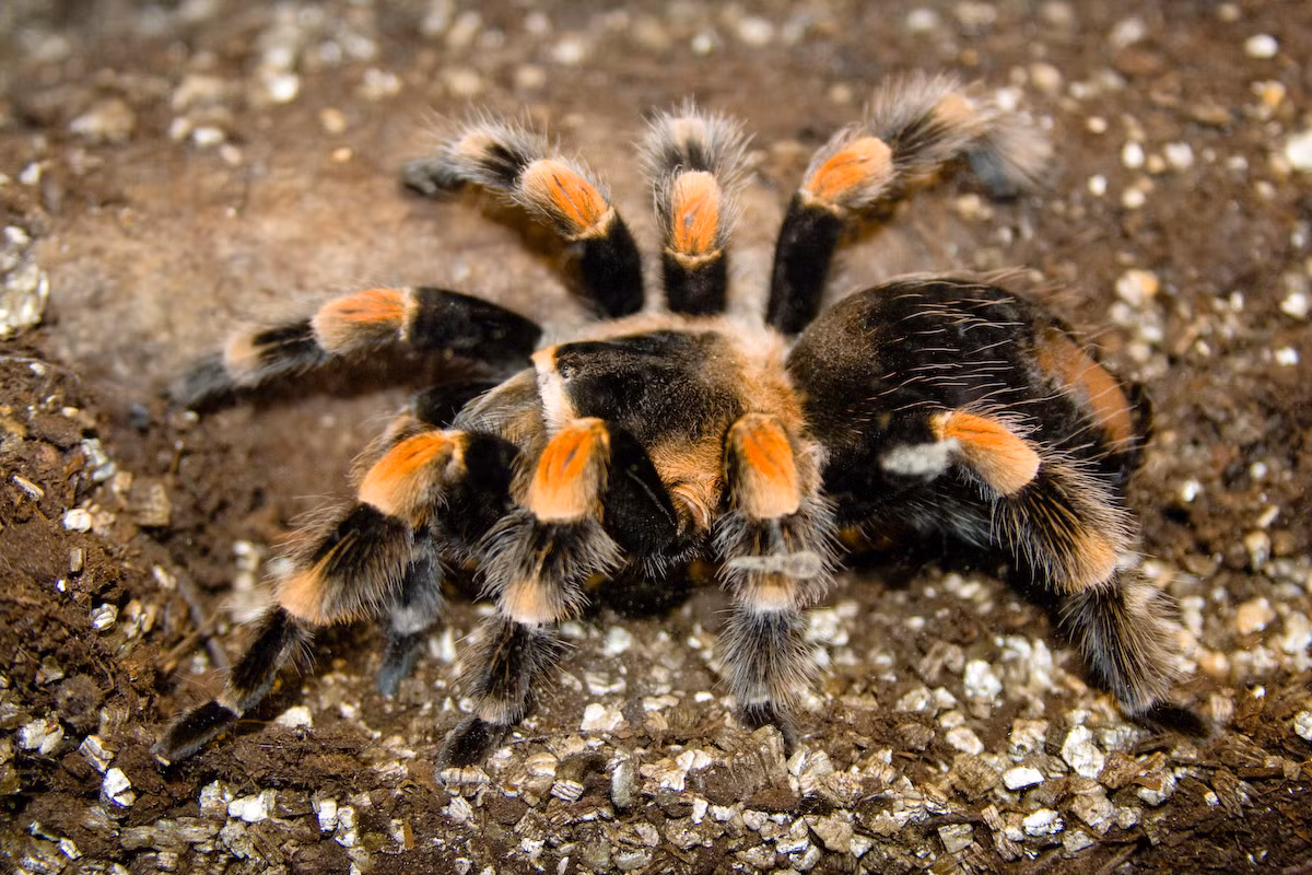 Nhện sói đầu gối đỏ Mexico (Brachypelma smithi) dài 5-7,5 cm, phân bố ở Mexico. Chúng dùng tốc độ để săn các loài côn trùng lớn, có khi là động vật có xương sống nhỏ. Tương đối vô hại với con người, loài nhện này là một thú cưng phổ biến.