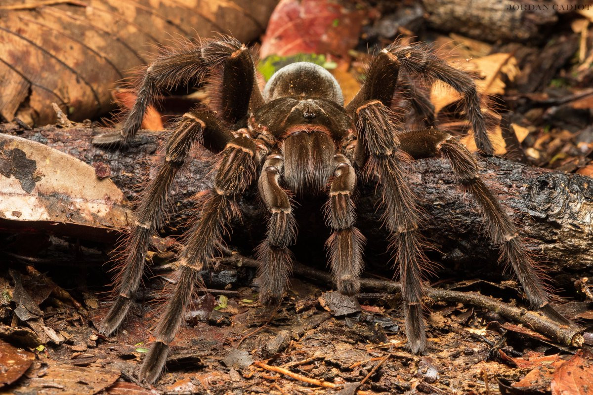 Nhện ăn chim khổng lồ (Theraphosa blondi) dài 12-14 cm, phân bố ở Nam Mỹ, là loài nhện lớn nhất thế giới. Giống như các họ hàng, chúng phóng ra lông gây ngứa khi bị đe dọa. Tuy được gọi là nhện ăn chim nhưng thực ra chúng không ăn chim.