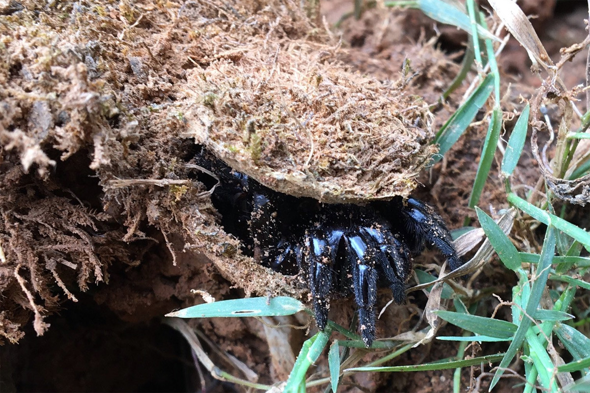 Nhện cửa sập bắc Mỹ (Ummidia audouini) dài 1-2 cm, phân bố ở Bắc Mỹ. Loài nhện này làm hang có cửa bẫy như cái nút chai, có tơ nhện giăng xung quanh. Con mồi sa vào bẫy sẽ đánh động cho con nhện săn mồi đang đợi săn trong hang lót tơ bên dưới.