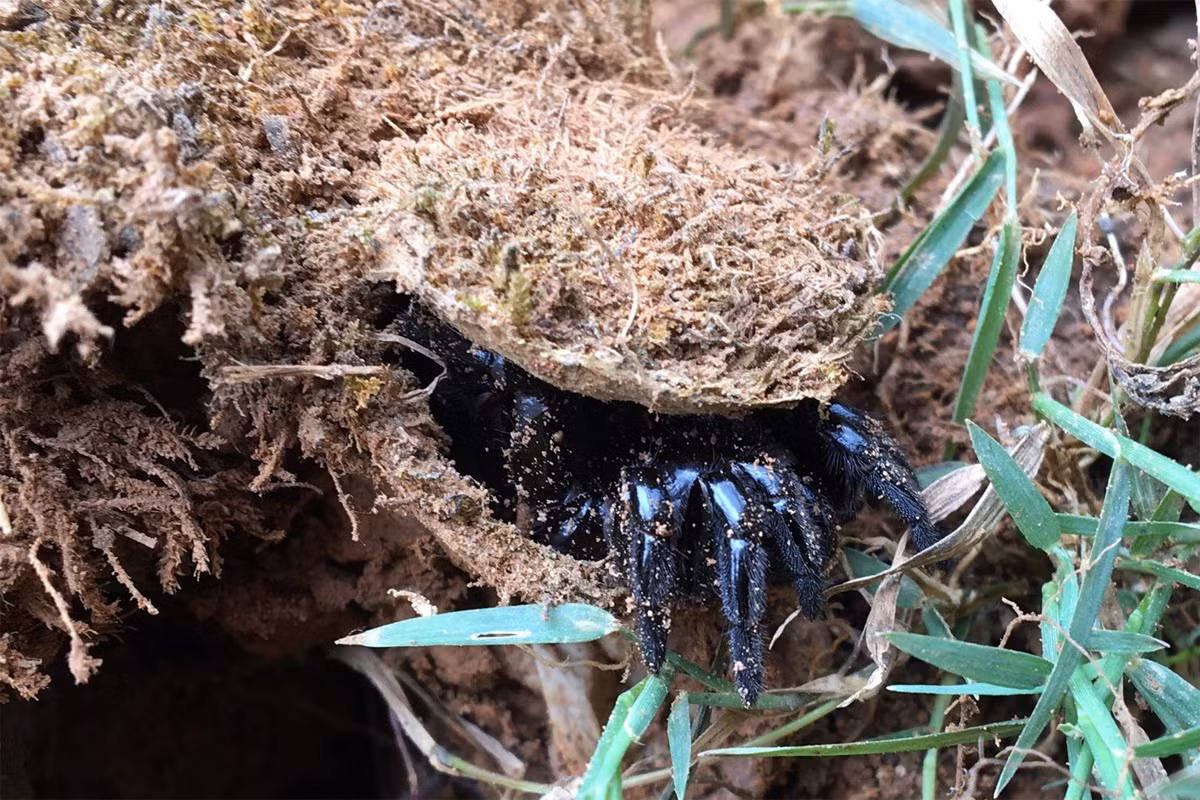 Nhện cửa sập bắc Mỹ (Ummidia audouini) dài 1-2 cm, phân bố ở Bắc Mỹ. Loài nhện này làm hang có cửa bẫy như cái nút chai, có tơ nhện giăng xung quanh. Con mồi sa vào bẫy sẽ đánh động cho con nhện săn mồi đang đợi săn trong hang lót tơ bên dưới.