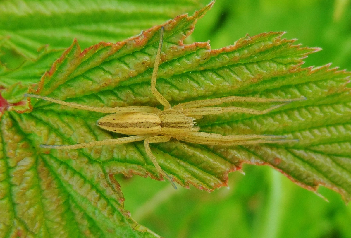 Nhện cua cỏ (Tibellus oblongus) dài 5-10 mm, phân bố khắp Bắc bán cầu. Chúng có vẻ ngoài đặc trưng với phần thân kéo dài, thường rình bắt con mồi ở tư thế duỗi thẳng dọc theo phiến lá cỏ.