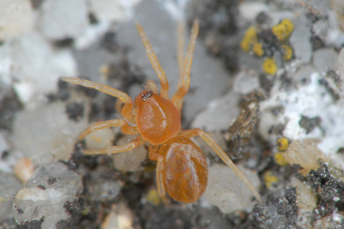 Nhện hồng sáu mắt (Oonops domesticus) dài 2mm, phân bố ở các khu vực khí hậu ấm của lục địa Á-Âu. Tại các vùng khí hậu lạnh, loài nhện có 6 con mắt này chỉ xuất hiện trong các ngôi nhà.