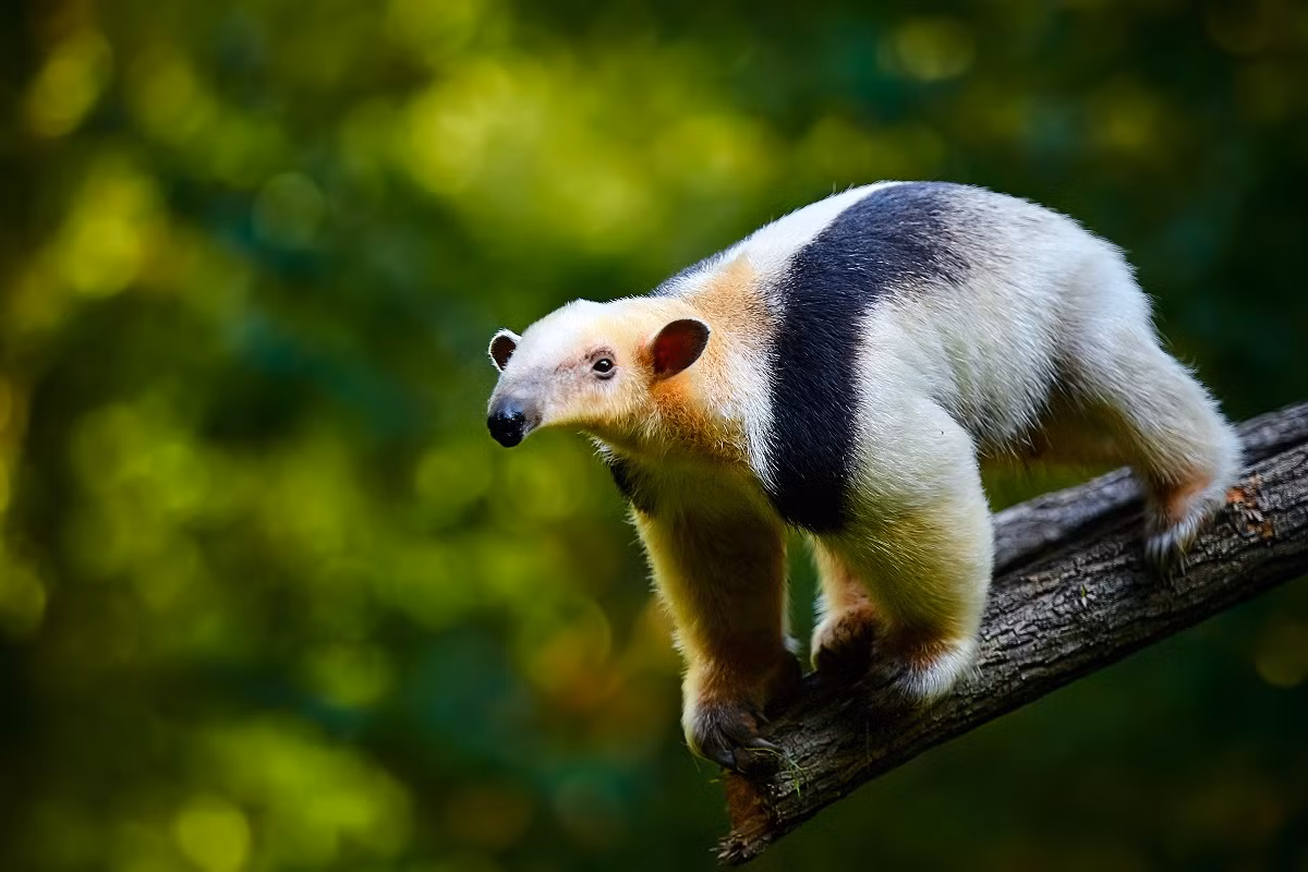 Thú ăn kiến bốn ngón (Tamandua tetradactyla) dài 53-88 cm, sống trên cây ở Trung và Nam Mỹ. Chúng tự vệ bằng cách đứng thẳng trên hai chi sau và dùng hai chi trước khỏe để tát đối phương. Chỉ các quần thể ở Nam Mỹ mới có vệt đen.