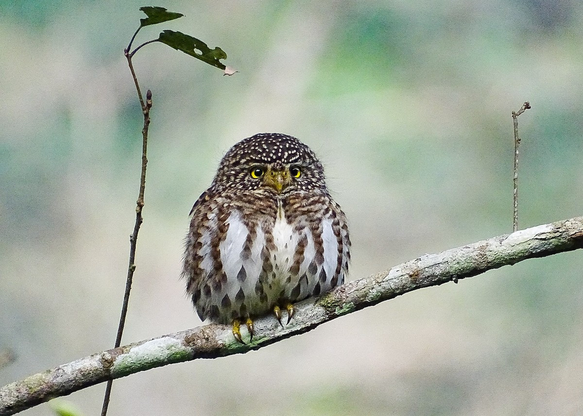 Cú vọ mặt trắng (Glaucidium brodiei) dài 16-17 cm, là loài định cư phổ biến từ Bắc Bộ đến Nam Trung Bộ (VQG Bạch Mã Cúc Phương, Tam Đảo, Ba Bể). Loài này sống ở rừng lá rộng thường xanh, chủ yếu ở độ cao trên 400 mét.