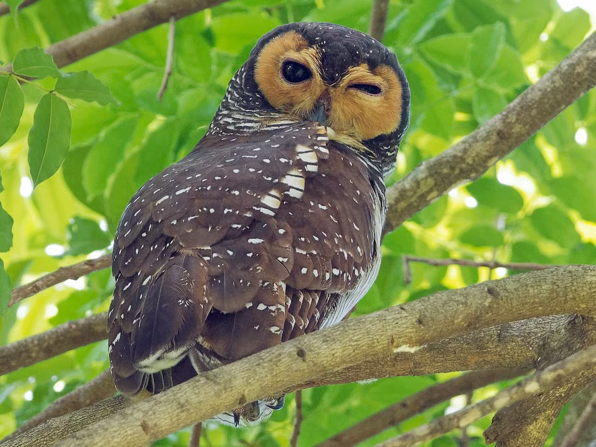 Hù phương Đông (Strix seloputo) dài 44-48 cm, là loài định cư hiếm tại Nam Bộ (VQG Phú Quốc). Sinh cảnh của chúng là bìa rừng lá rộng thường xanh, rừng khai thác, rừng trồng, vườn, thỉnh thoảng gặp ở rừng ngập mặn.