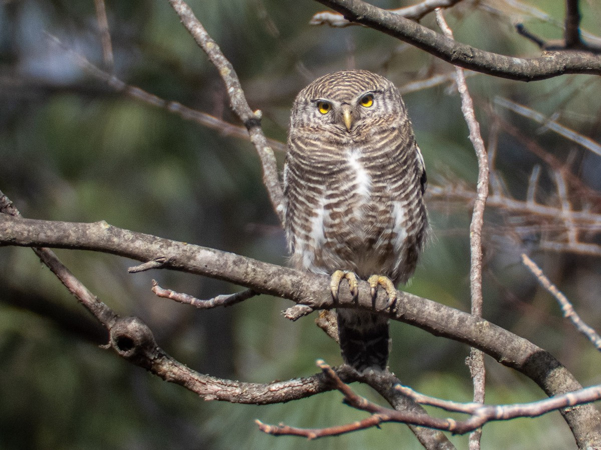 Cú vọ (Glaucidium cuculoides) dài 20-23 cm, là loài định cư tương đối phổ biến trong cả nước. Sinh cảnh của cú vọ là rừng nguyên sinh, rừng thứ sinh, trảng cây bụi, ban ngày thường đậu trên các ngọn cây trống trải.