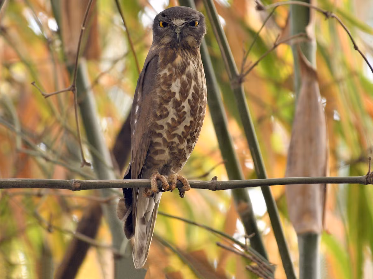 Cú vọ lưng nâu (Ninox scutulata) dài 30-31 cm, là loài định cư tương đối phổ biến tại Đông Bắc, Bắc, Trung Trung Bộ và Nam Bộ (VQG Cúc Phương, Cát Tiên). Sinh cảnh của chúng là rừng trống trải, rừng thường xanh có cây gỗ lớn, rừng ngập mặn, vườn cây gỗ.