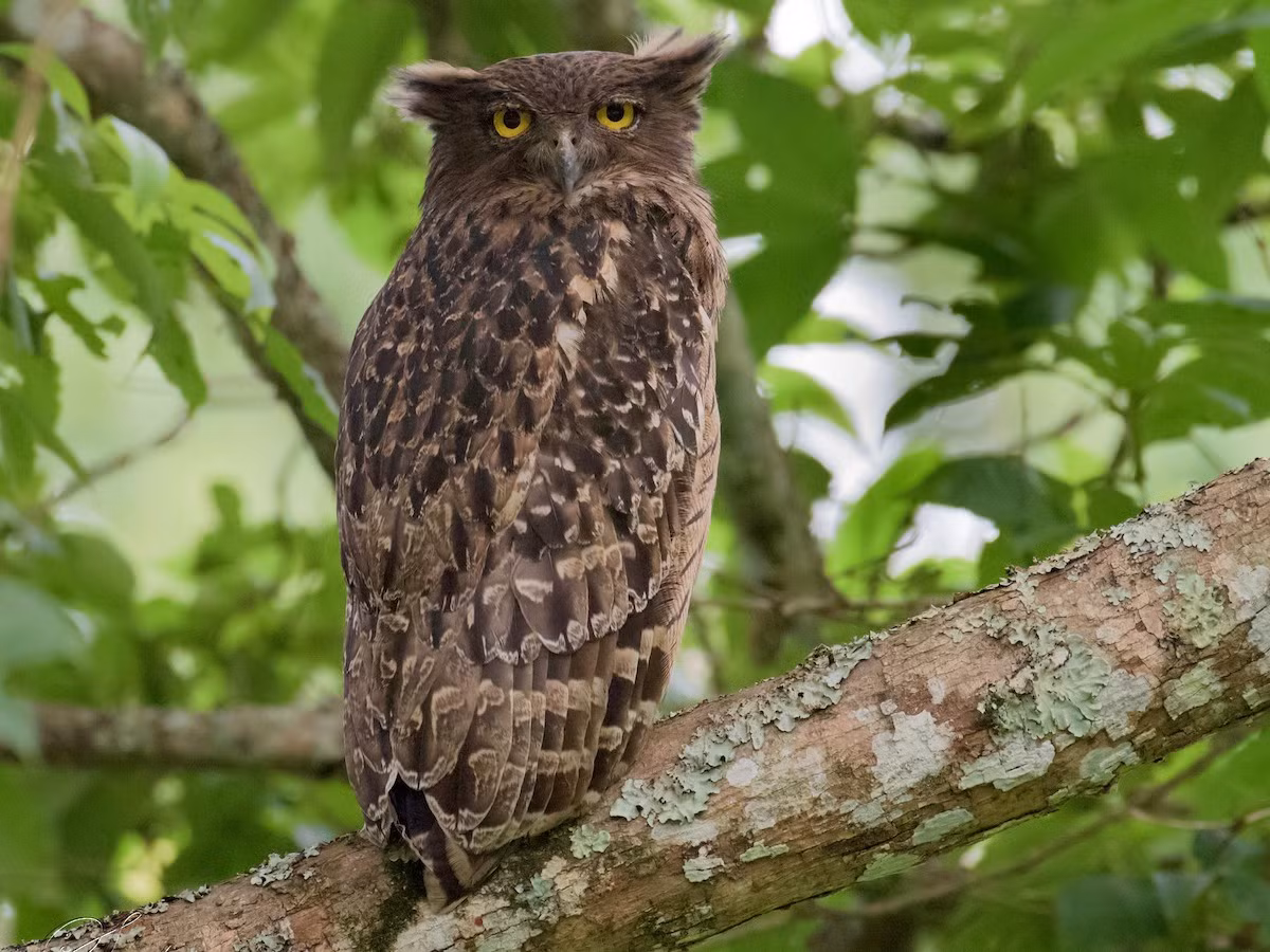Dù dì phương Đông (Ketupa zeylonensis) dài 49-54 cm, là loài định cư không phổ biến trong cả nước (trừ Tây Bắc), tương đối phổ biến tại đảo Quan Lạn, VQG Bái Tử Long. Chúng sống ở rừng lá rộng thường xanh, bán thường xanh, rừng rụng lá trống trải gần nguồn nước.
